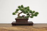 Platz - 1/12 The Bonsai Plastic Kit #1